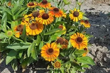 Helenium 'Short and Sassy'
