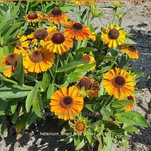 Helenium 'Short and Sassy'