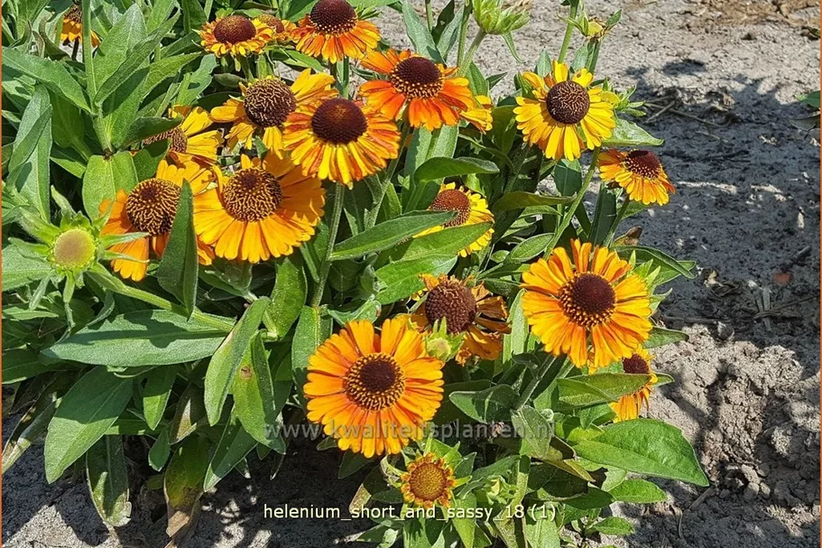 Helenium 'Short and Sassy'