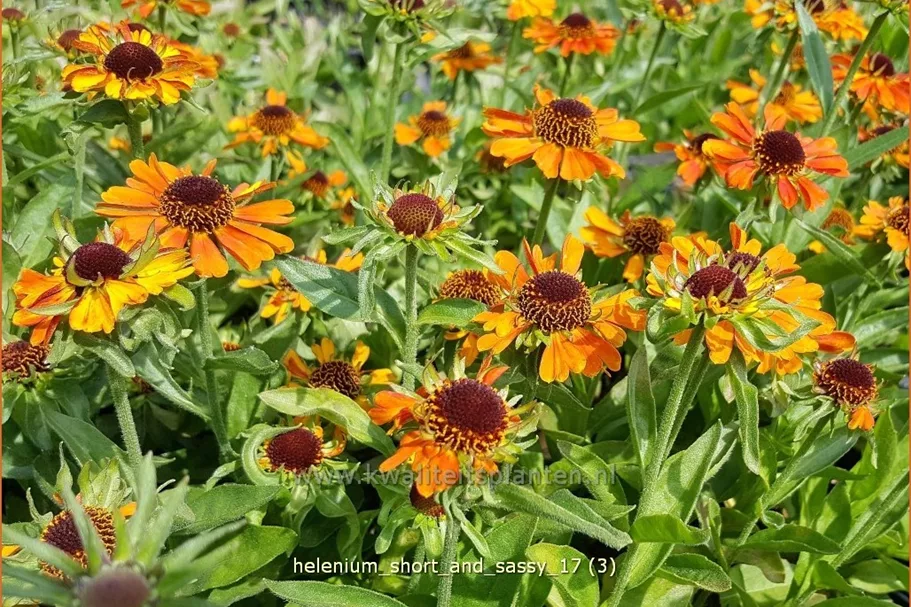 Helenium 'Short and Sassy'
