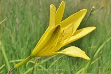 Hemerocallis thunbergii