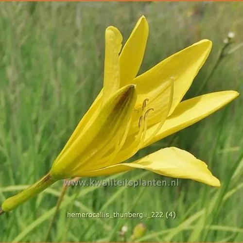 Hemerocallis thunbergii