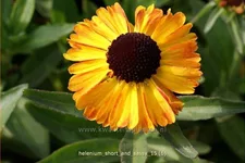 Helenium 'Short and Sassy'