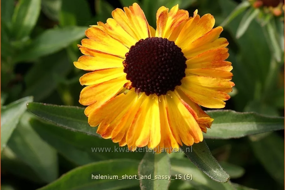 Helenium 'Short and Sassy'