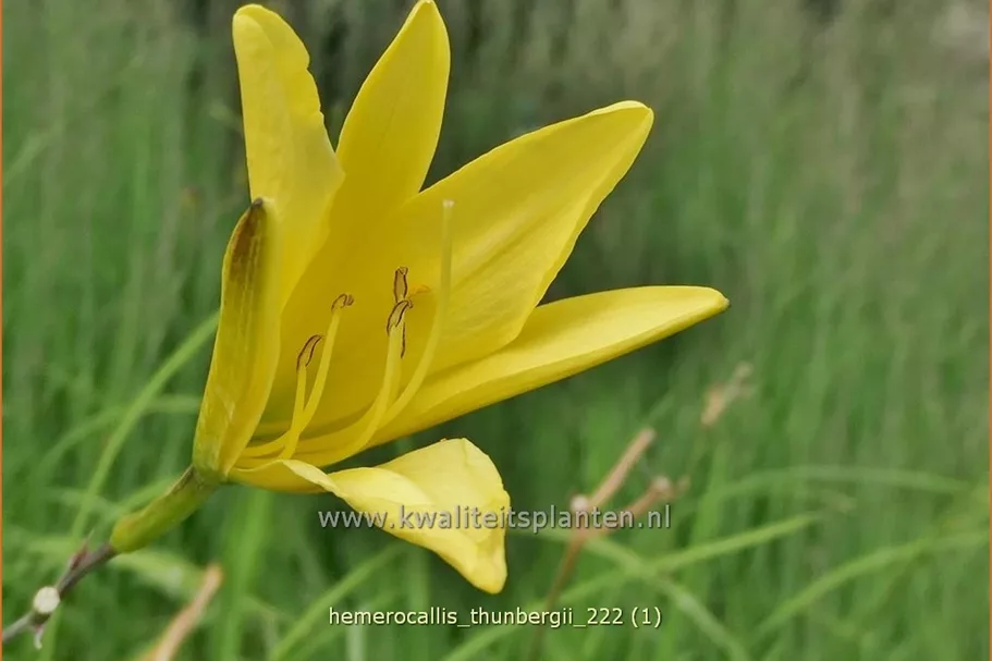 Hemerocallis thunbergii