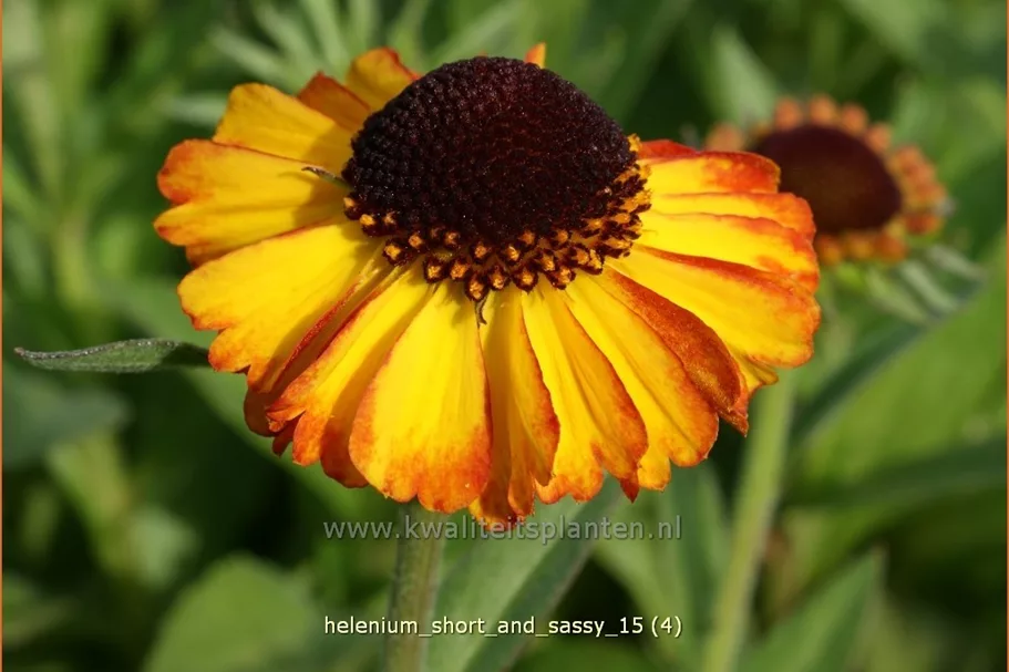 Helenium 'Short and Sassy'