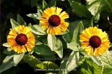 Helenium 'Short and Sassy'