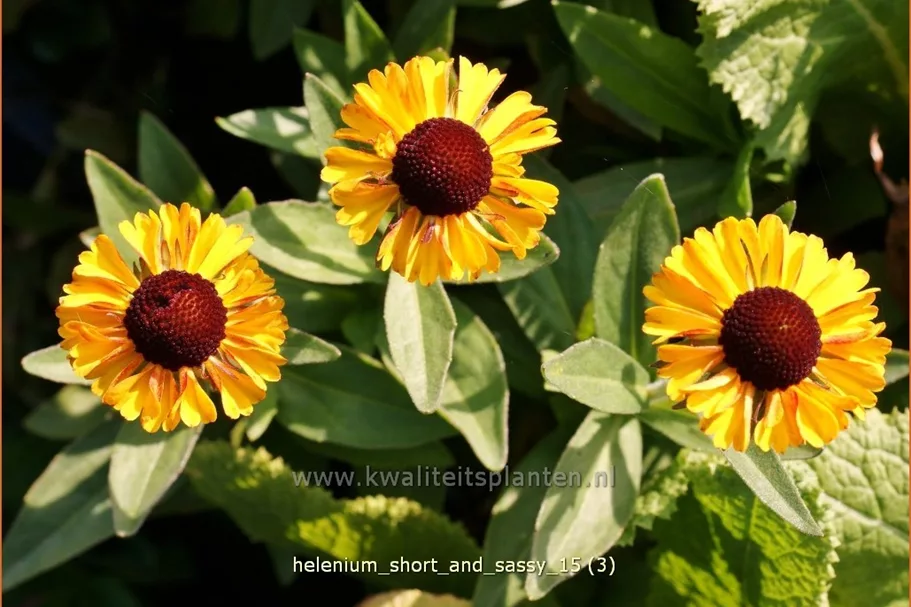 Helenium 'Short and Sassy'