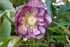 Helleborus orientalis 'Double Ellen Picotee'