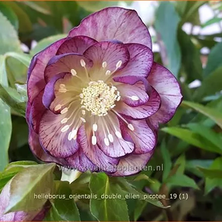 Helleborus orientalis 'Double Ellen Picotee'