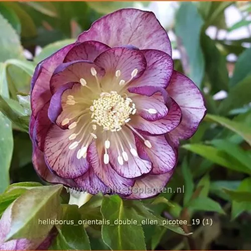 Helleborus orientalis 'Double Ellen Picotee'
