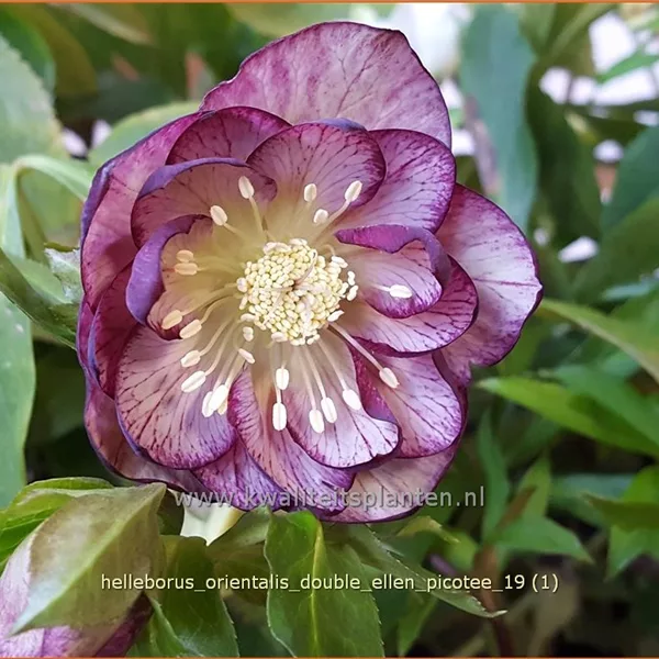 Helleborus orientalis 'Double Ellen Picotee'