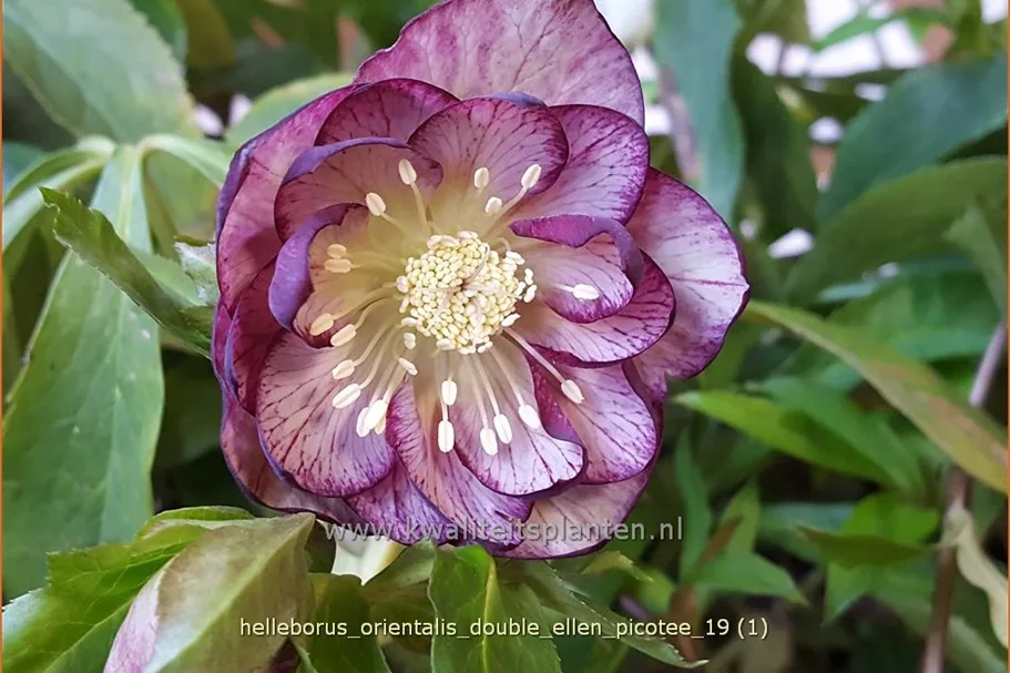 Helleborus orientalis 'Double Ellen Picotee'