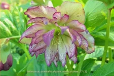 Helleborus orientalis 'Double Ellen Picotee'