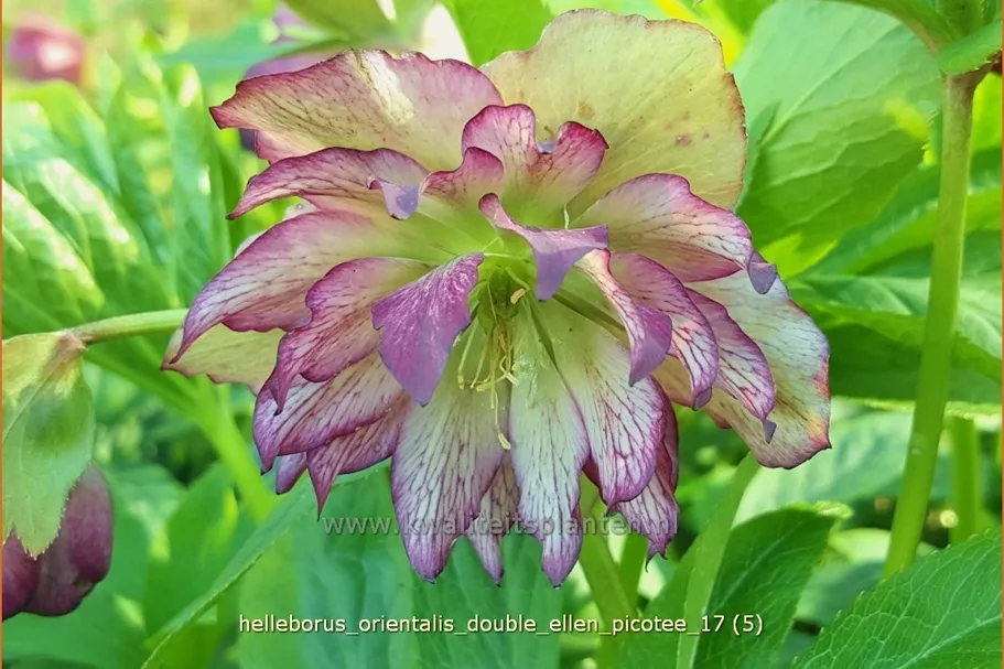 Helleborus orientalis 'Double Ellen Picotee'