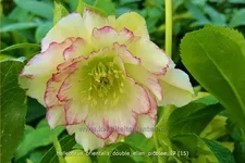 Helleborus orientalis 'Double Ellen Picotee'