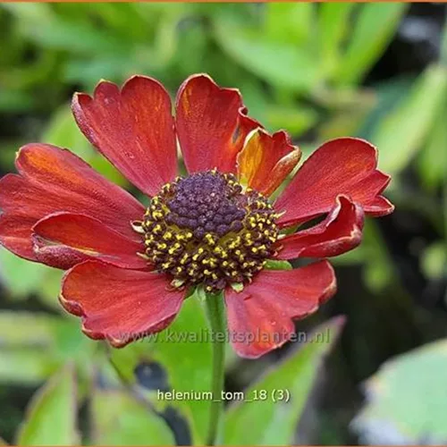 Helenium 'Tom'