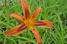 Hemerocallis 'Tigereye Spider'