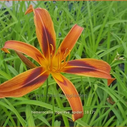 Hemerocallis 'Tigereye Spider'