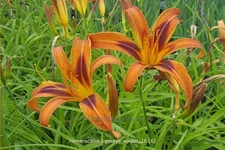Hemerocallis 'Tigereye Spider'