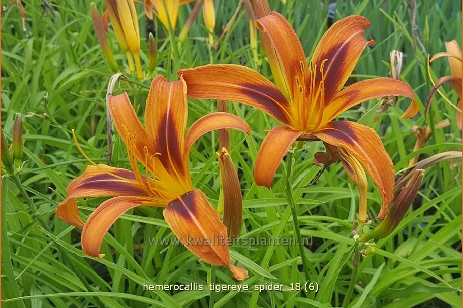 Hemerocallis 'Tigereye Spider'