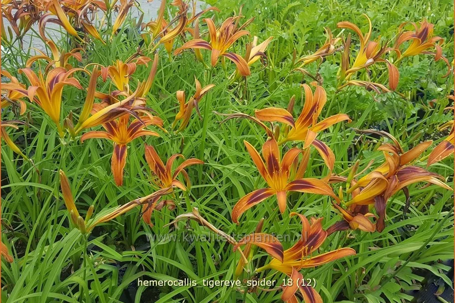 Hemerocallis 'Tigereye Spider'