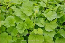 Heuchera Little Cuties 'Blondie in Lime'