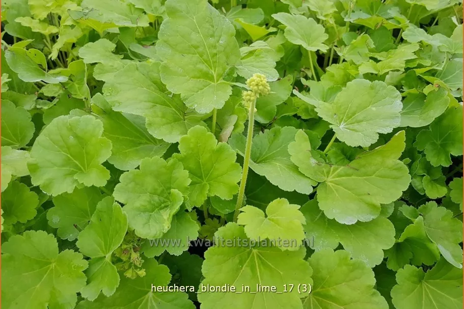Heuchera Little Cuties 'Blondie in Lime'