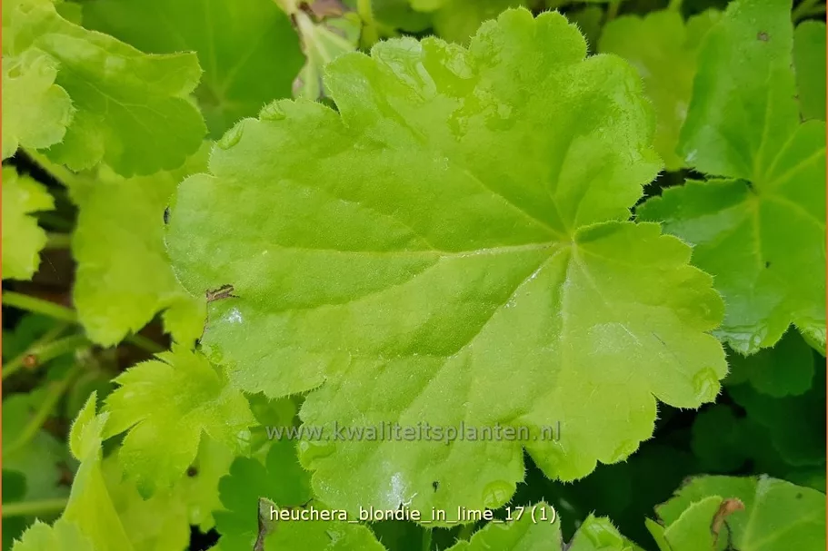 Heuchera Little Cuties 'Blondie in Lime'