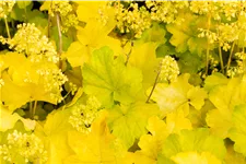 Heuchera Little Cuties 'Blondie in Lime'