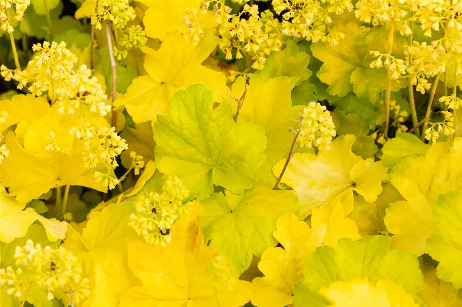 Heuchera Little Cuties 'Blondie in Lime'