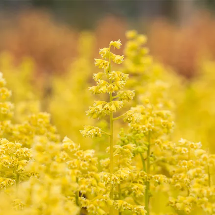 Heuchera Little Cuties 'Blondie in Lime'