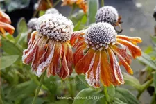 Helenium 'Waltraut'