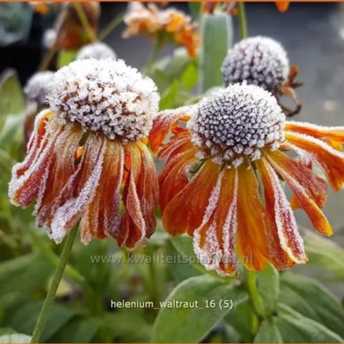 Helenium 'Waltraut'