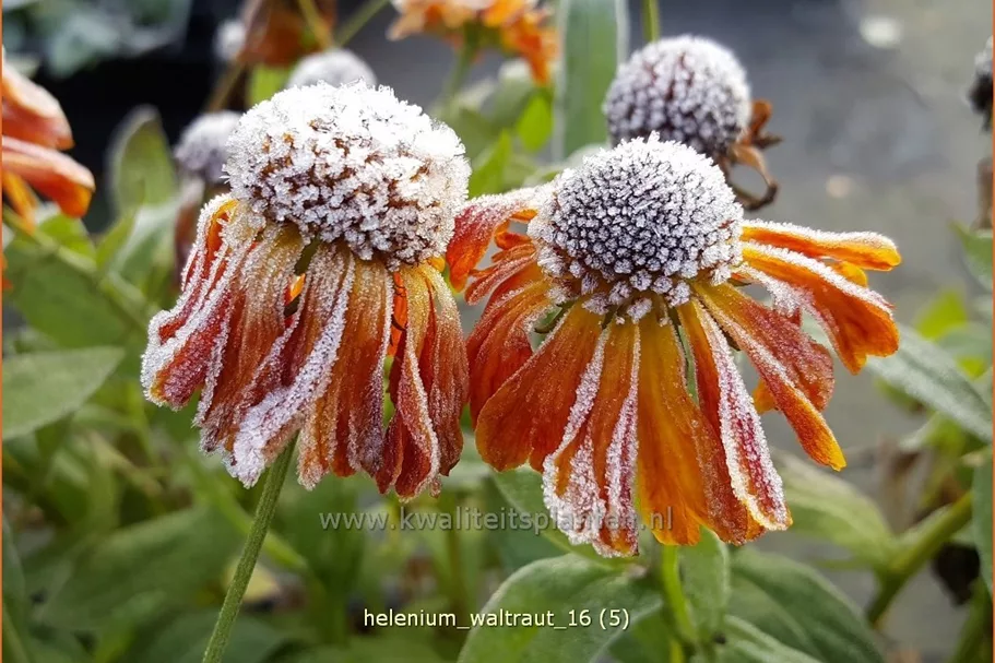 Helenium 'Waltraut'