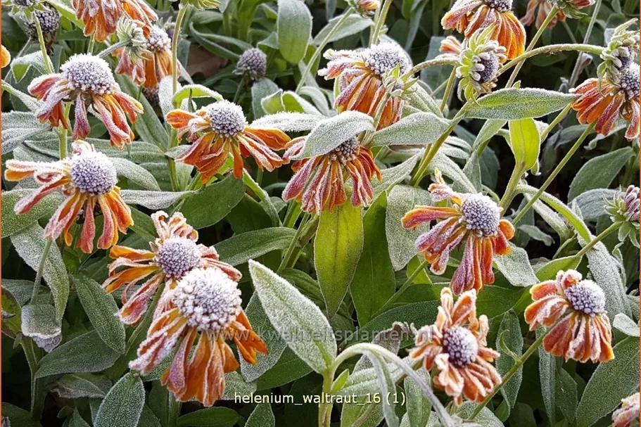 Helenium 'Waltraut'