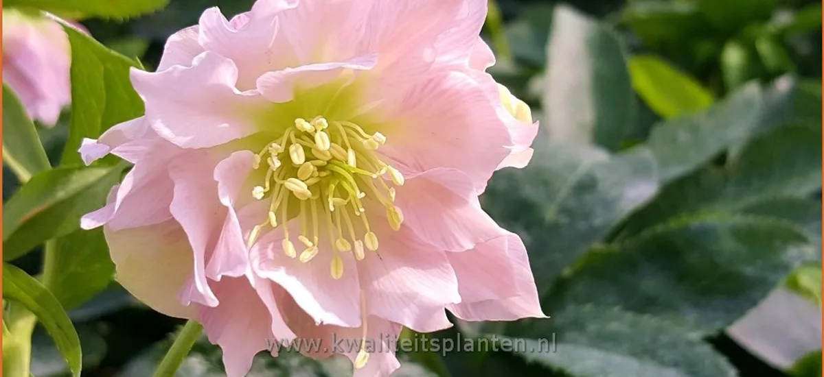 Helleborus orientalis 'Double Ellen Pink'