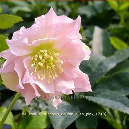Helleborus orientalis 'Double Ellen Pink'
