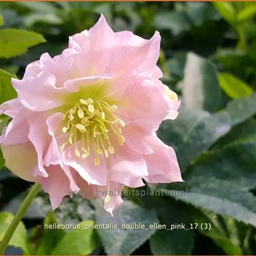 Helleborus orientalis 'Double Ellen Pink'