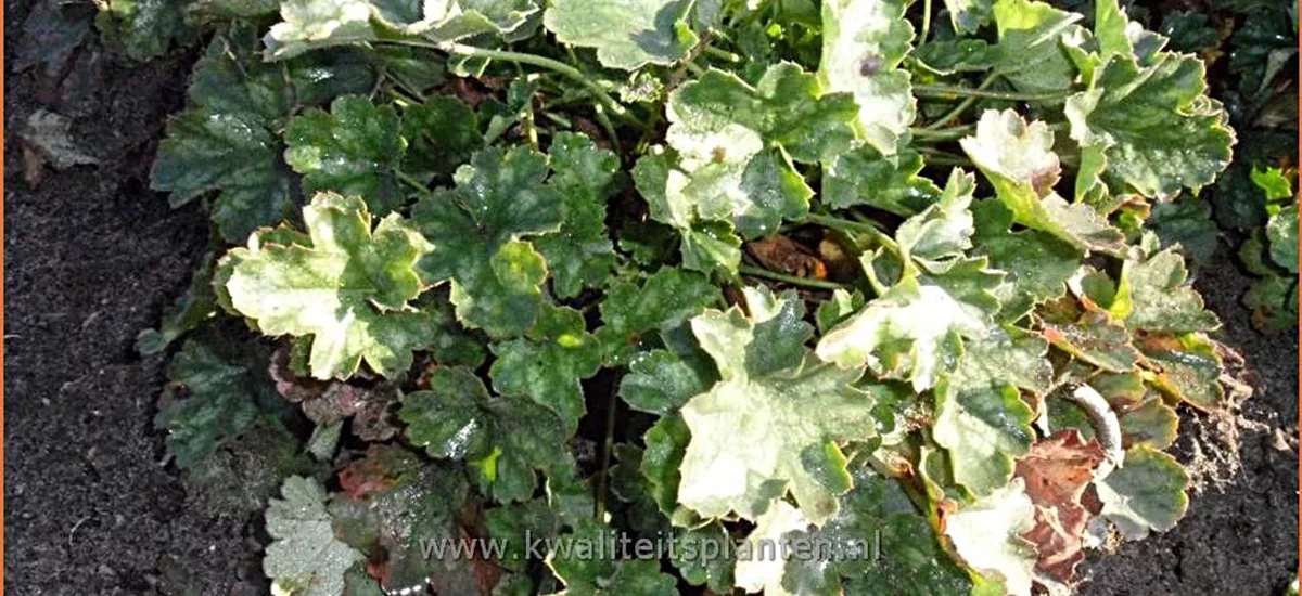 Heuchera x brizoides 'Pluie de Feu'