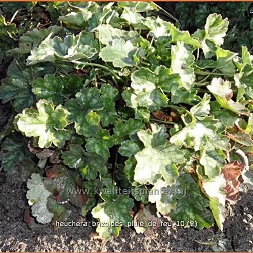 Heuchera x brizoides 'Pluie de Feu'
