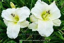 Hemerocallis 'White Temptation'