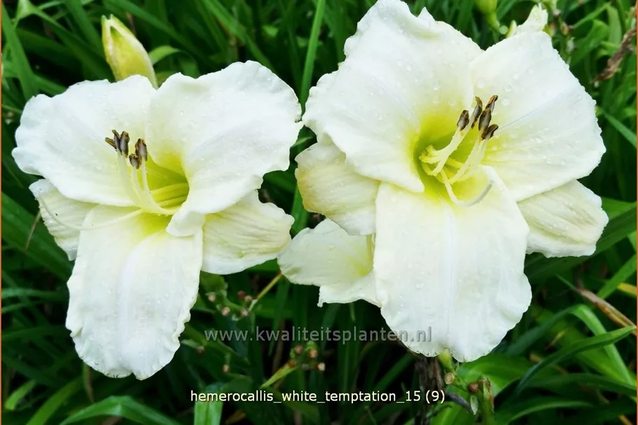 Hemerocallis 'White Temptation'
