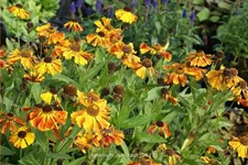 Helenium 'Waltraut'