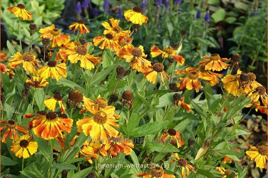 Helenium 'Waltraut'