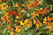 Helenium 'Waltraut'