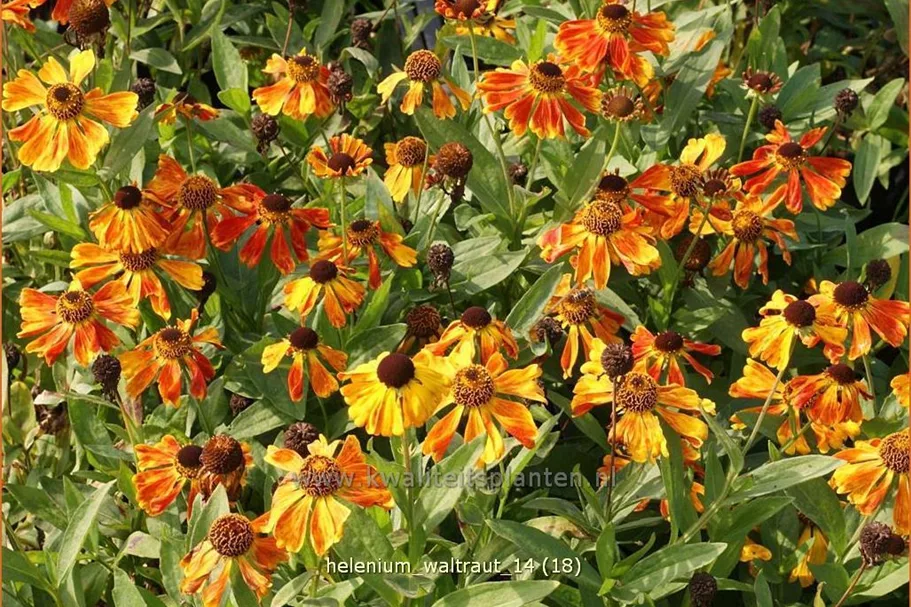 Helenium 'Waltraut'