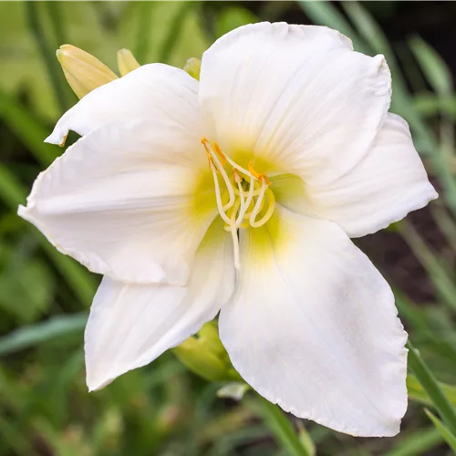 Hemerocallis 'White Temptation'