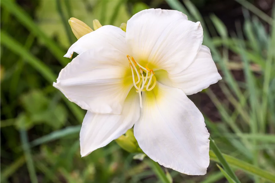 Hemerocallis 'White Temptation'