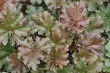 Heuchera 'Cappuchino'